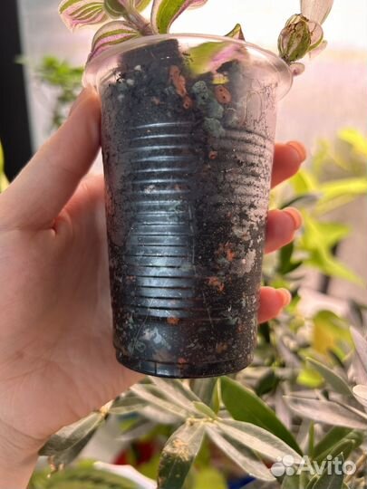 Традесканция