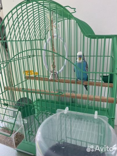 Волнистый попугай самец