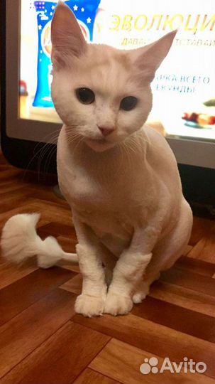 Стрижка кошек, тримминг, экспресс линька