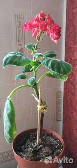 Цветы для дома