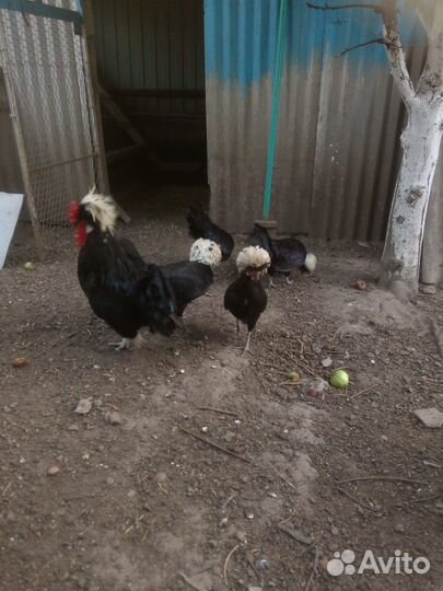 Куры хохлатые декоративные