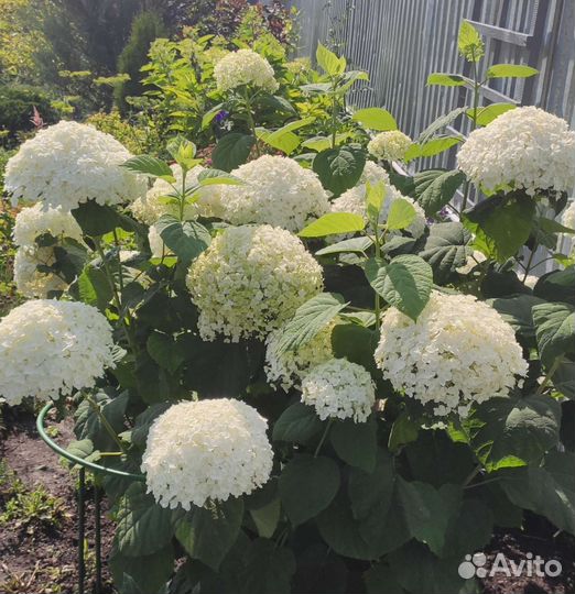 Гортензия древовидная Анабель