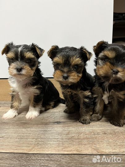 Йоркширский терьер щенки