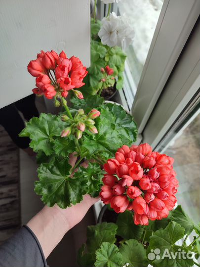 Пеларгония герань сортовая Ред Пандора