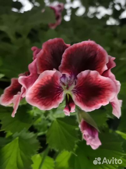 Пеларгония королевская
