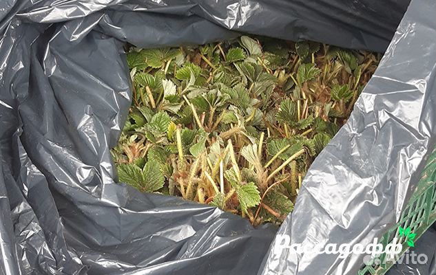 Рассада клубники. Оптом