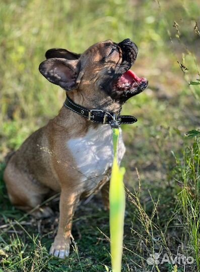 Французский бульдог щенки