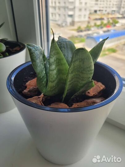 Сансевиерия ханни 