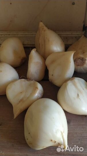 Декоративный лук аллиум Гигант