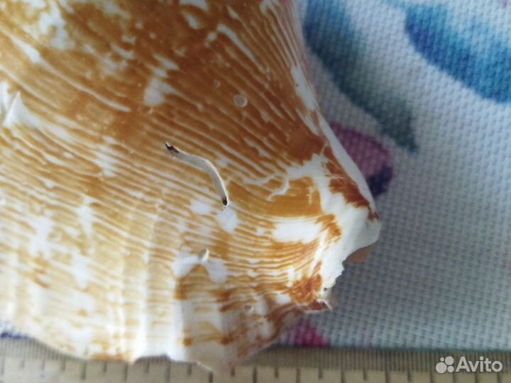 Ракушка с Чёрного моря