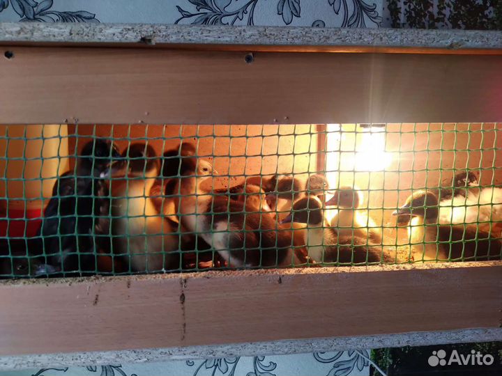 Куры молодки несушки