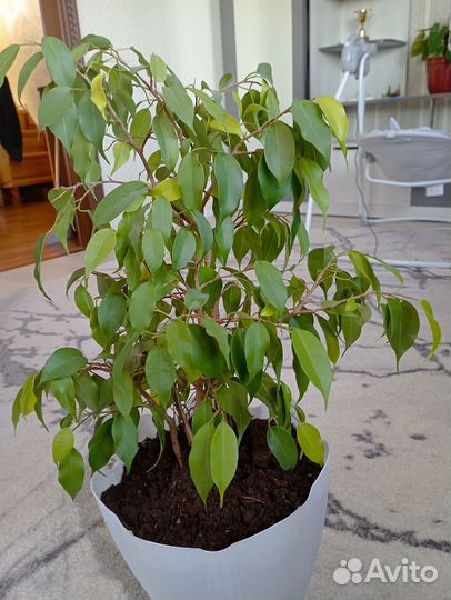 Комнатные цветы