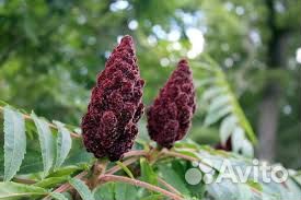 Сумах красавец (уксусное дерево)