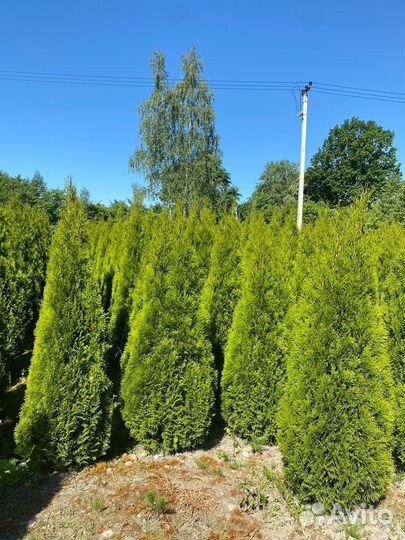 Туя Смарагд 140 см из питомника