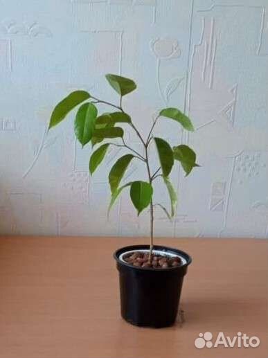 Фикус бенджамина