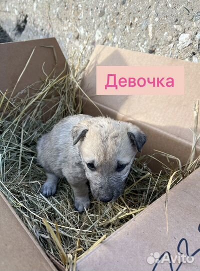Щенки ищут дом