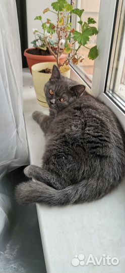 Отдам бесплатно кошку