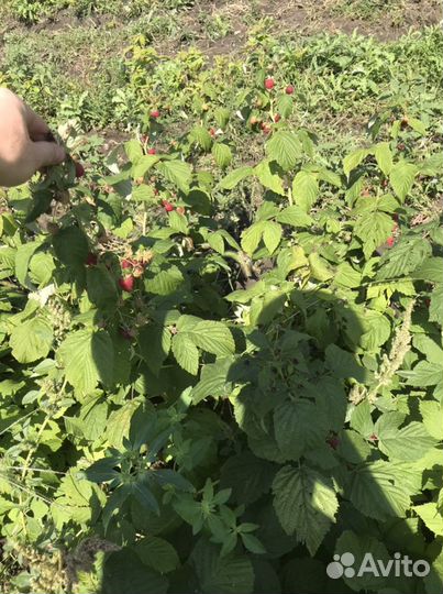 Саженцы ремонтантной малины