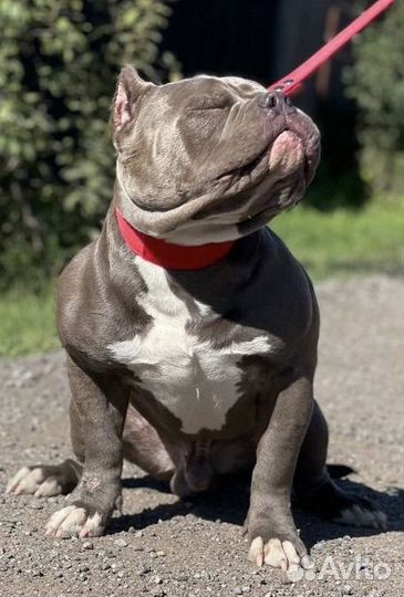 Ам булли кобель вязка