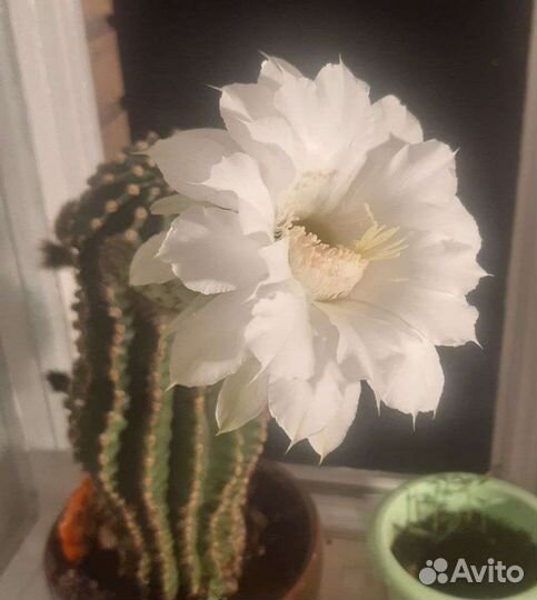 Кактусёнок