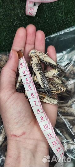 Кормовые сверчки, тараканы, зофобус и тд