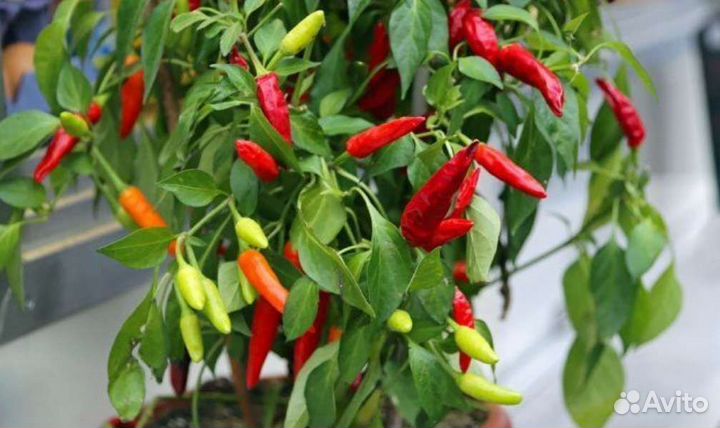 Перец домашний