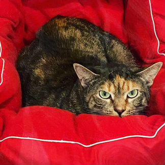 Отдаю в дар кошку Мусю-Марусю