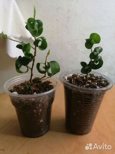 Фикус Ирэн, Барок, Эластик робуста