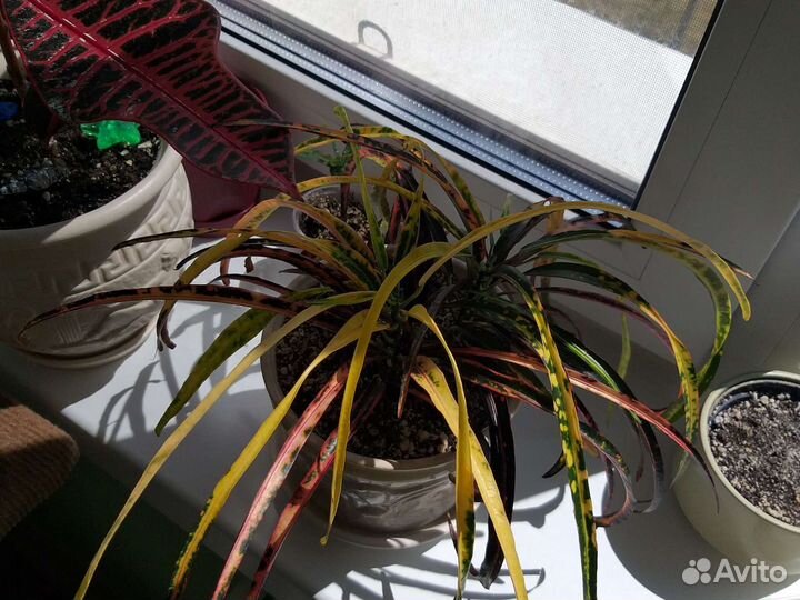 Цветы Кодиеум кротон,редкие сорта