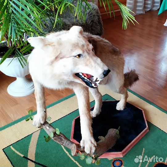 Чучело волка