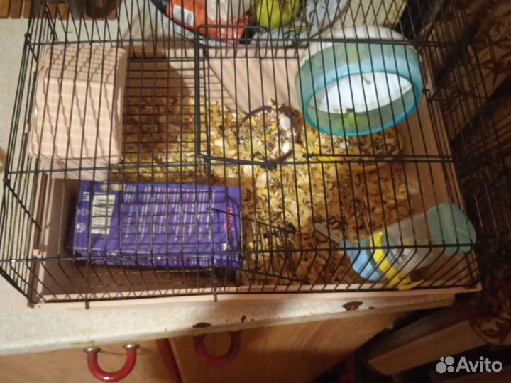 Джунгарские хомяки