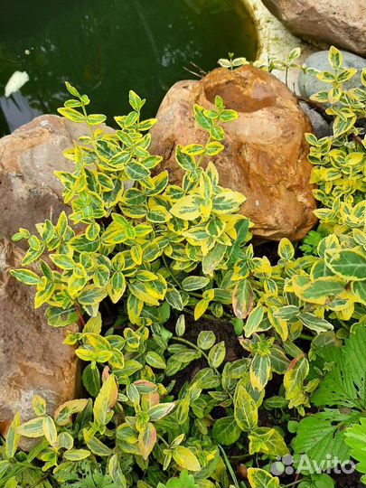 Почвопокровники