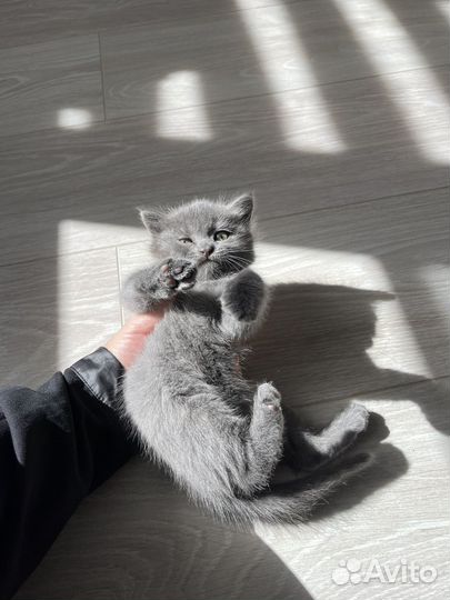 Котенок в добрые руки