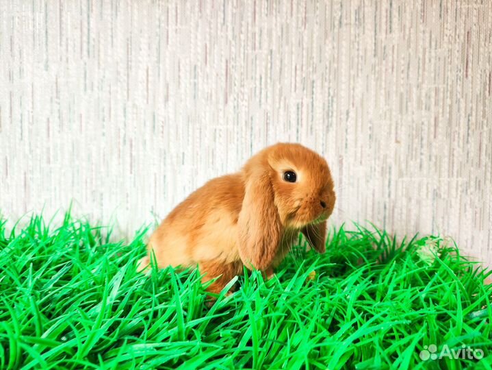 Карликовый кролик