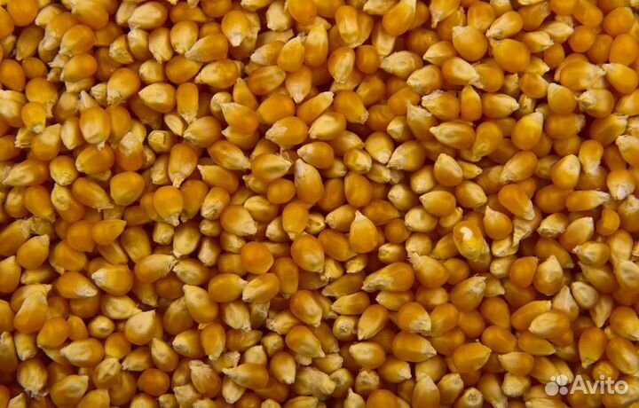 Пшеница яровая, Гречиха на корм