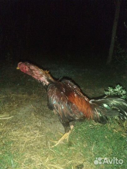 Бойцовые петухи