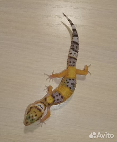 Эублефар малыши