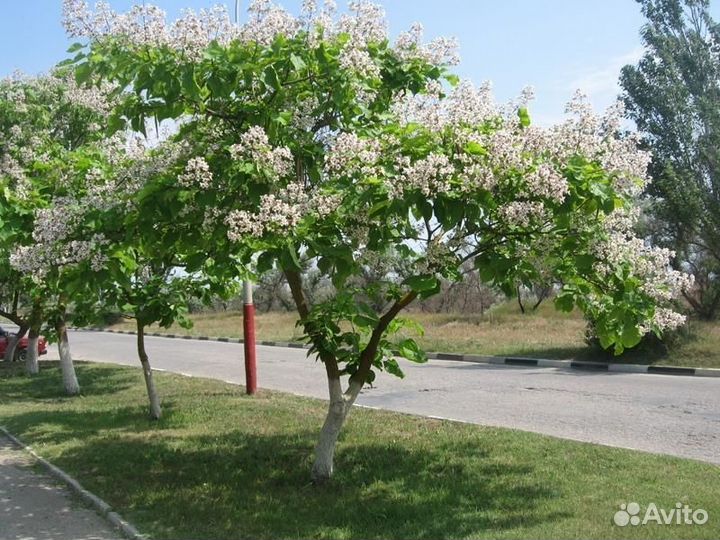Саженцы Катальпы