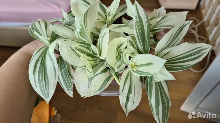 Нанук традесканция