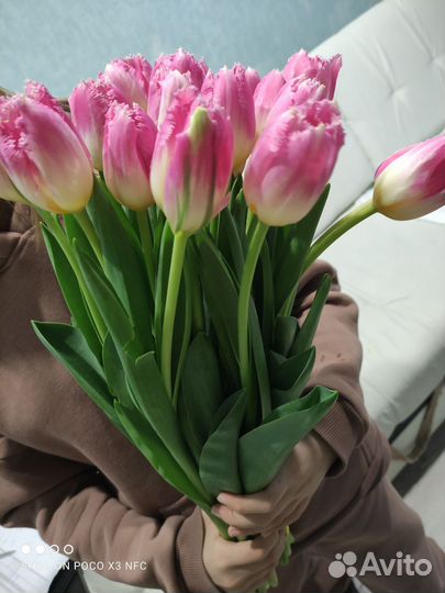 Тюльпаны эксклюзивные сорта к 8 марта