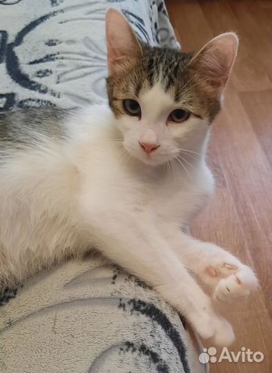 Котик в добрые руки