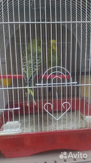 Попугай Чех