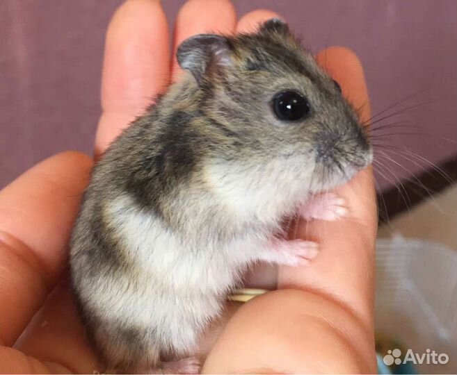 Хомячки Джунгарики