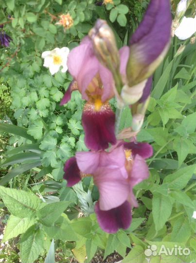 Ирисы бородавчатые