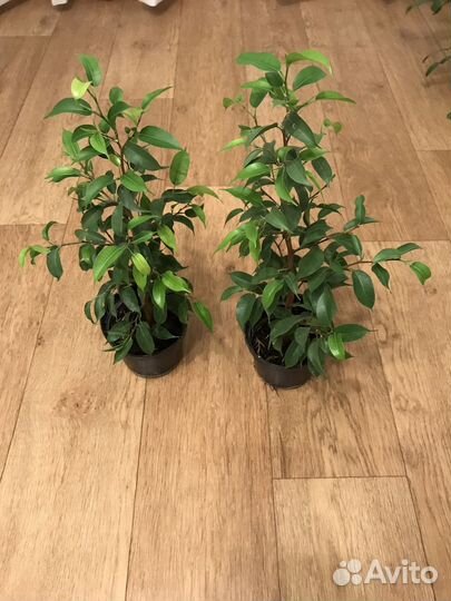 Фикус бенджамина