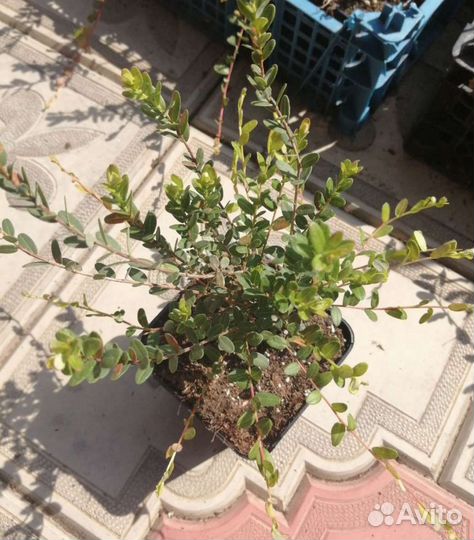 Саженцы Клюква