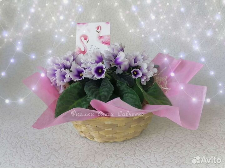 Цветы фиалки сортовые цветущие