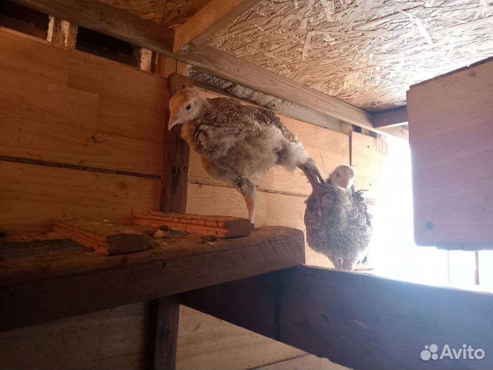 Индюшата подрощенные