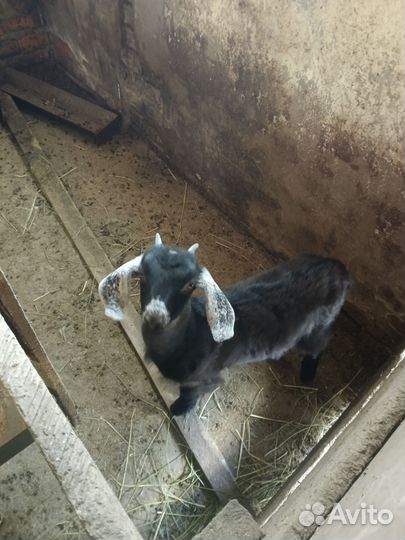 Нубийские козочки