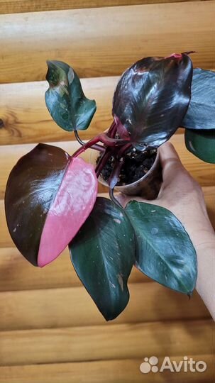 Филодендрон розовая принцесса
